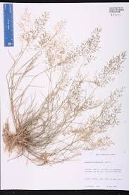 Image result for Eragrostis dinteri