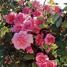 With a little planning, you can have a flower show use the list below to find plants that can take the heat and humidity in your south florida garden. 130 Plants I Hope Will Grow In Southwest Florida Ideas Plants Garden Planting Flowers