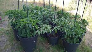 Pepper plants require full sun to produce the largest and healthiest fruit, so pick a site that won't get shaded out by trees or other garden plants. Growing Multiple Pepper Plants In One Pot Vs Just One Plant Per Pot Gardening Landscaping Stack Exchange