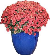 Mulch up to 4 inches with straw or shredded hardwood around the plants. How To Care For Chrysanthemums Guzman S Greenhouse