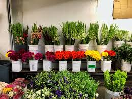 Maybe you would like to learn more about one of these? The Los Angeles Flower District Dtla Metropolitan Molly