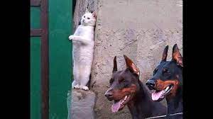 おもしろ犬 思わずに笑っちゃう犬と猫の喧嘩 どっちが強いのか おもしろ犬 犬 思わずに笑っちゃう犬と猫の喧嘩 犬と猫の喧嘩 どっちが強いのか 猫 かわいい犬 かわいい猫 面白い犬 面白い猫 犬と猫 cutest animals on earth cat vs dog dogs