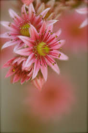 Get answers from just for you flowers & gifts llc staff and past visitors. Wieting Family Funeral Home Resources