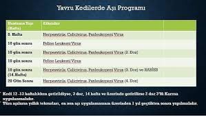Kedilerin Asi Takvimi Vaccination Dr Alper Bayrakal Facebook