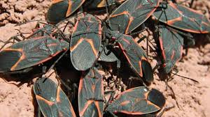 How to control boxelder bug and/or prevent their annoyance. Nuisance Stored Food And Structural Insects Usu