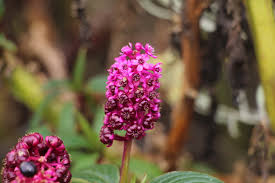 Image result for Phytolaccaceae