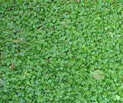Image result for Hydrocotyle
