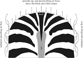 Photos of black zebra more black zebra photos, and pictures of. Experimental Evidence That Stripes Do Not Cool Zebras Scientific Reports