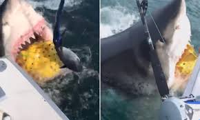 Scary great white shark pictures. Scary Video Shows Fishermen S Close Encounter With An 18ft Great White Shark Off Coast Of New Jersey Daily Mail Online