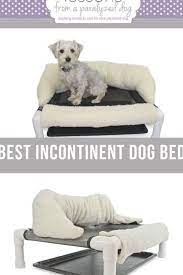 If You Re The Pet Parent Of A Paralyzed Dog You Know That Most Pups With Spinal Cord Problems Are Usually Incontinent As W Paralyzed Dog Cool Dog Beds Dog Bed