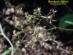Image result for Boerhavia diffusa