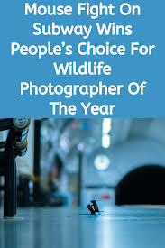 Wildlife Photographer Of The Year Lumix People S Choice Award Mouse Fight On Subway Wins People S Choice For Wildlife Photographer Of The Year Weird Facts Amazing Wildlife