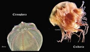 Image result for Belonophora