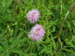 Mimosa Wiktionary