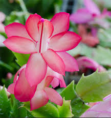 Here's everything you need to know about watering, sunlight, soil, and more. Zygocactus Care A Detailed Look Into Zygocactus Plants