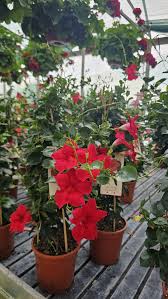 Image result for dipladenie hybrida rio obrázek