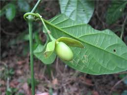 Image result for Strychnos lucens