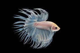 Crowntail betta fish are aggressive towards other fish. Top 13 Beautiful Types Of Rare Betta Fish By Tail Pictures