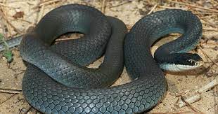 Coluber Constrictor Foxii Known As The Blue Racer Snake Is A Subspecies Of Coluber Constrictor A Species Of Nonvenomous Colubrid Snake Reptiles Snake Venom