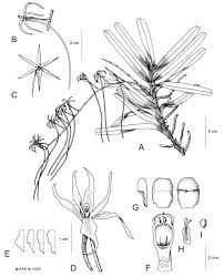 Image result for Ypsilopus erectus