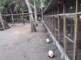 Namun, usahakan untuk membuatnya luas sehingga leluasa untuk pergerakan ayam. 5 Cara Ternak Ayam Bangkok Bagi Pemula