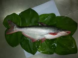 Maybe you would like to learn more about one of these? Fish Pangasius Swai De Pescado Buy Basa Product On Alibaba Com