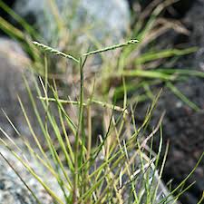 Image result for Paspalum vaginatum