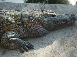 Sf Zoo Animal Learning Plaza Page 2 Animal Learning Zoo Animals Animals