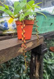 Image result for Bulbophyllum sandersonii