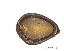 Image result for Triumfetta tomentosa