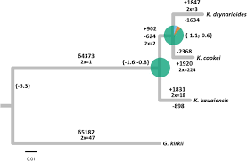 Image result for Gossypioides kirkii