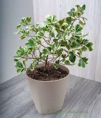 Image result for Ficus triangularis