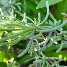 Image result for Eriocephalus