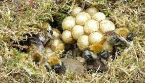 Unique shop with handmade one of a kind items. Bumblebee Nests Bumblebee Conservation Trust