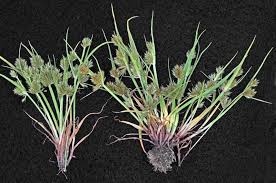 Image result for Cyperus squarrosus