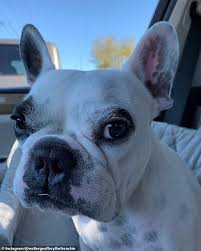 Consistent training with your puppy will bring consistent results you may found it helpful to have an exercise pen for the house, and one for the yard. French Bulldog S Human Sounding Howl Gets 786k Instagram Fans Express Digest