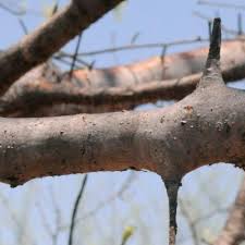 Image result for Commiphora mossambicensis