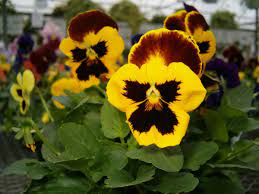 Yellow Pansies Pansies Flowers Pansies Beautiful Flowers