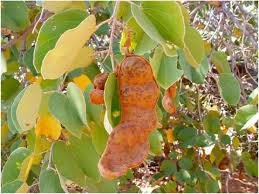 Image result for Piliostigma thonningii