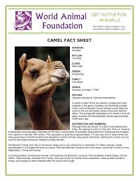 Camel Fact Sheet World Animal Foundation