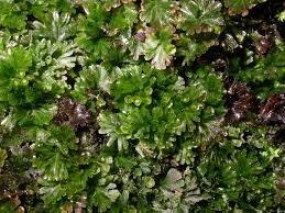 Image result for Crepidomanes frappieri