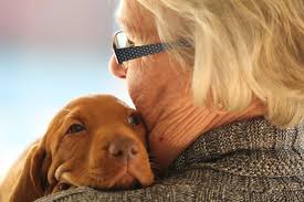 Sunrise vizsla's is a family business located in the thumb of michigan. Best Pets For Michigan Seniors Heritage Senior Communities