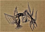 Una leyenda Boruca sobre el origen de los colibríes, y relacionada a este día. Información en los comentarios. : r/Ticos
