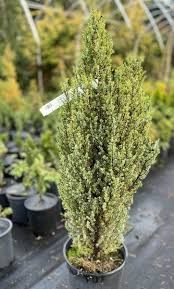 Image result for Juniperus