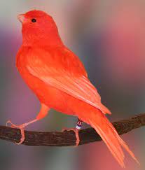 Birdie Canary Birds Nature Birds Beautiful Birds