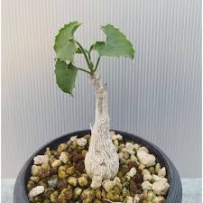 Image result for Corallocarpus welwitschii