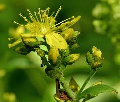 Image result for Hypericum scioanum