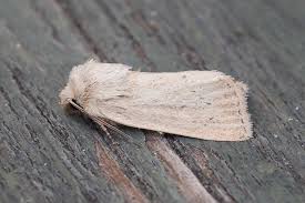 Image result for Photedes extrema