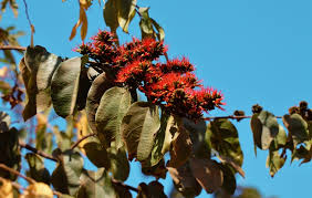 Image result for Combretum paniculatum