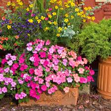 Image result for Impatiens wallerana